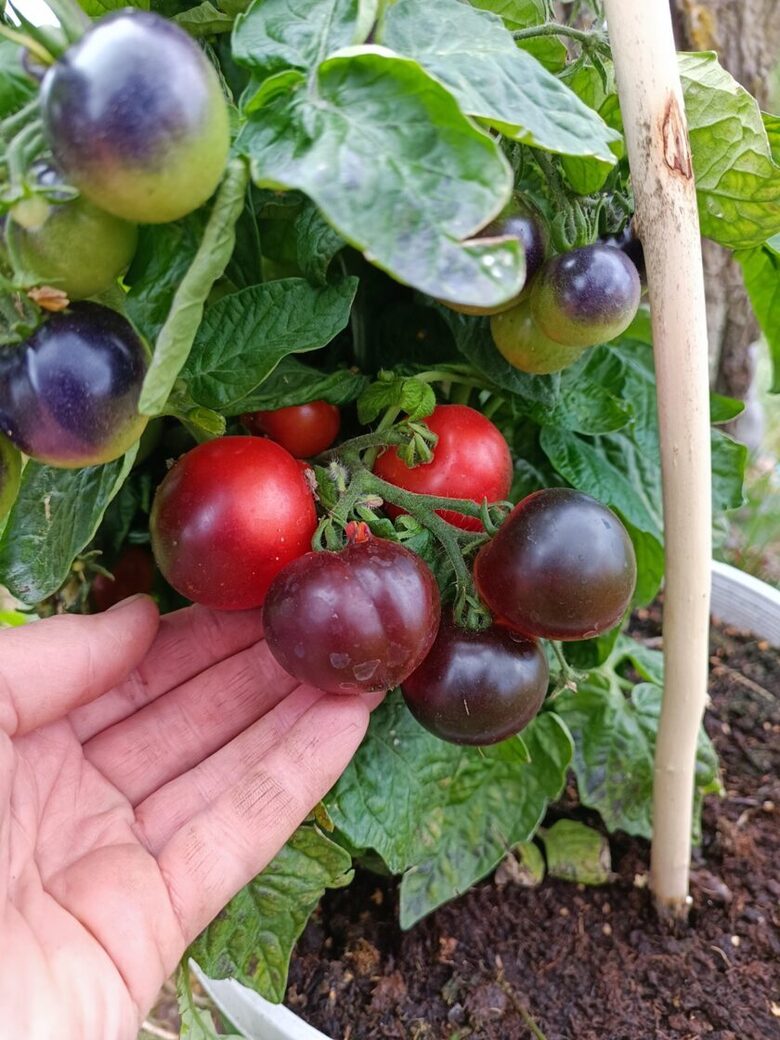 BlauZimmer ( 10 tomātu sēklas) 